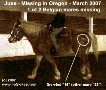 MISSING EQUINE Maggie,+ Near Boring, OR, 97009
